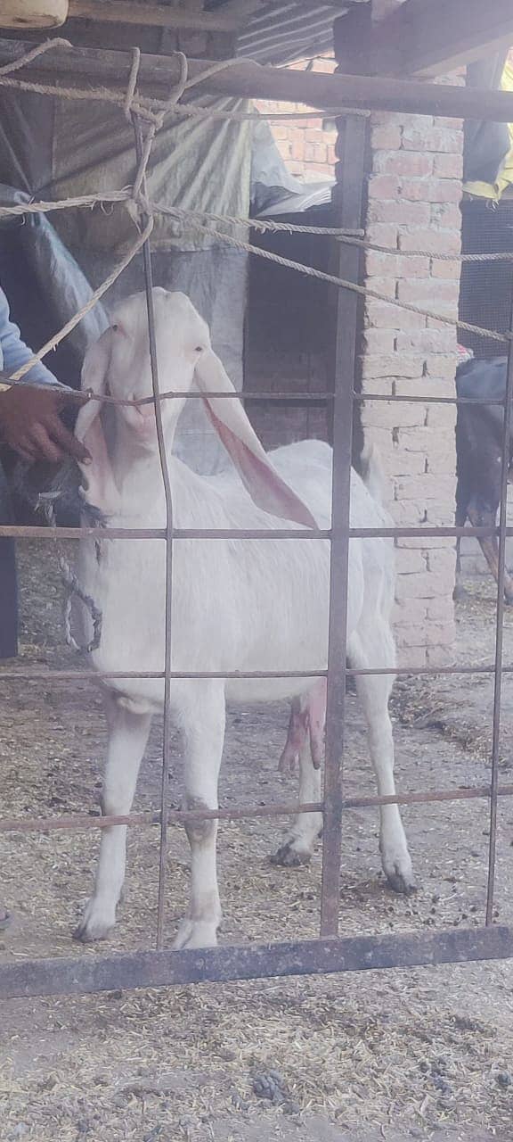 desi goat /ghaban /Bakri /rajanpuri goat / بکری /white goat 7