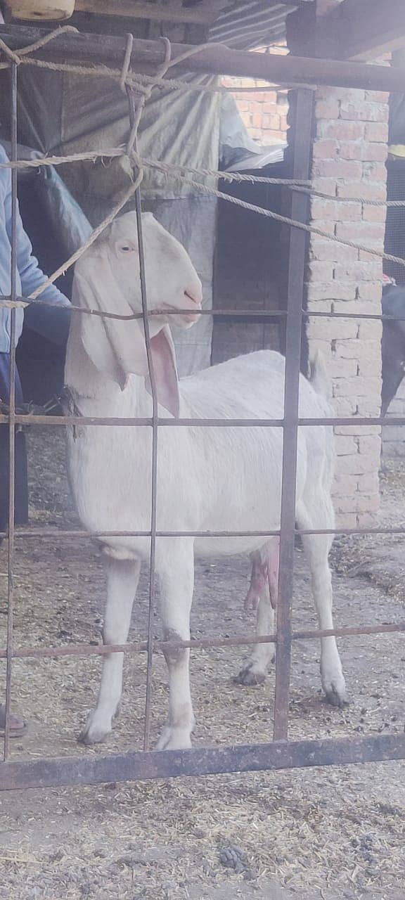 desi goat /ghaban /Bakri /rajanpuri goat / بکری /white goat 8