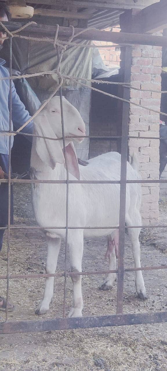 desi goat /ghaban /Bakri /rajanpuri goat / بکری /white goat 9