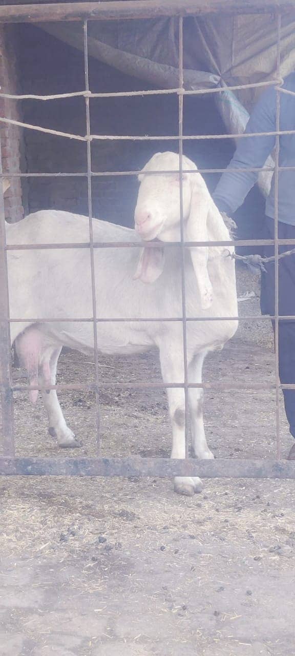 desi goat /ghaban /Bakri /rajanpuri goat / بکری /white goat 10