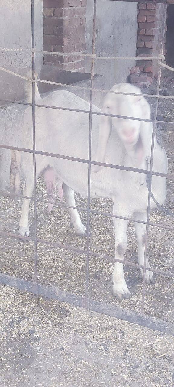 desi goat /ghaban /Bakri /rajanpuri goat / بکری /white goat 11