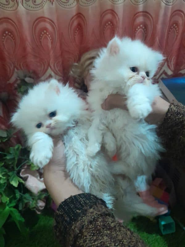 Persian kittens for urgent sale My Whatsapp number 03479384891 1