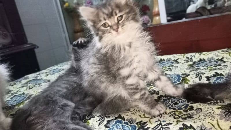 persian cat babis for sale 0