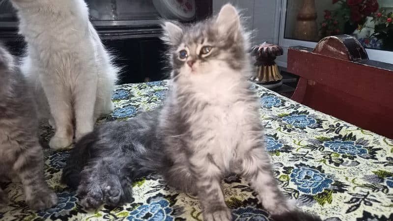 persian cat babis for sale 1