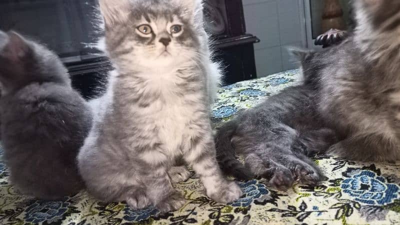 persian cat babis for sale 2