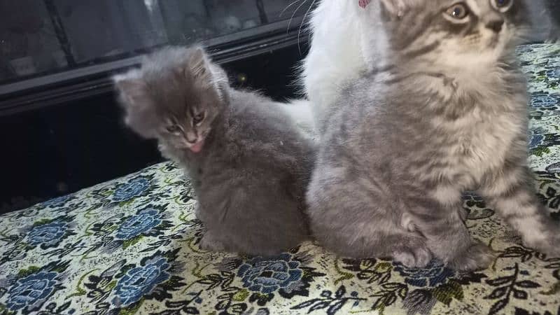 persian cat babis for sale 3