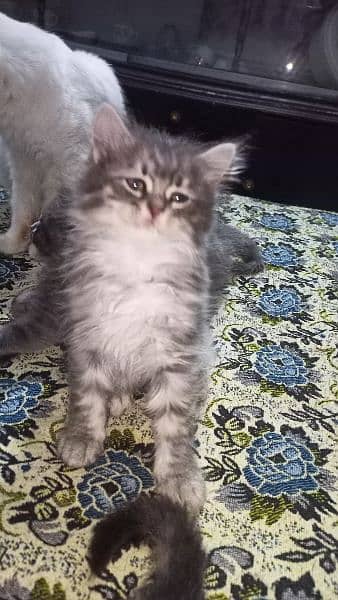 persian cat babis for sale 4