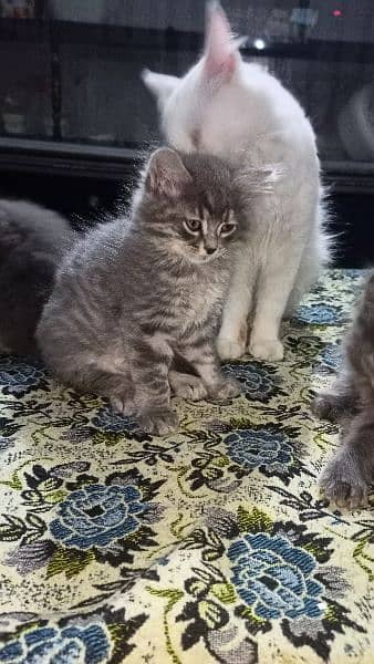 persian cat babis for sale 5