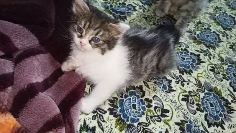 persian cat babis for sale 6