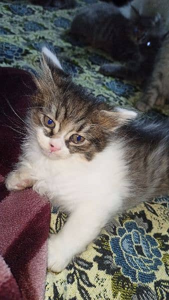 persian cat babis for sale 7