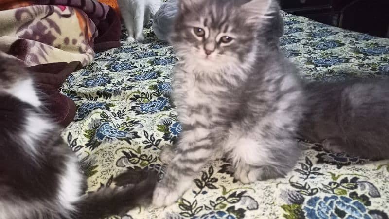 persian cat babis for sale 8