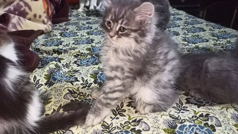 persian cat babis for sale 9