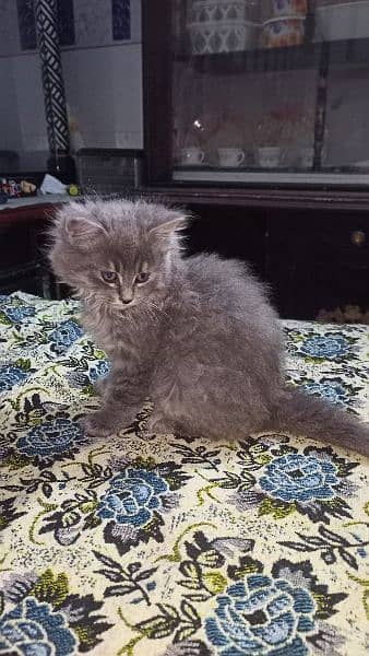 persian cat babis for sale 11