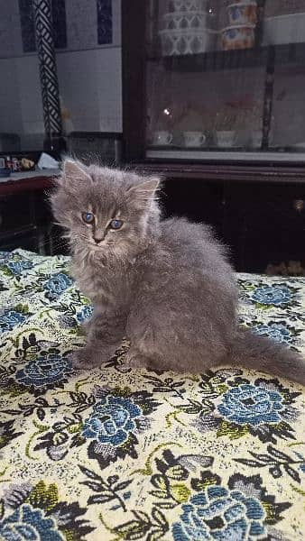 persian cat babis for sale 12