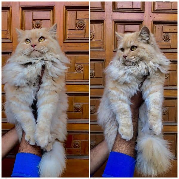 Persian triple coated punch face cat and kitten available for sale 12