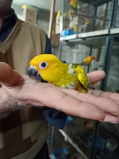 Sun Conure Fully covered chick