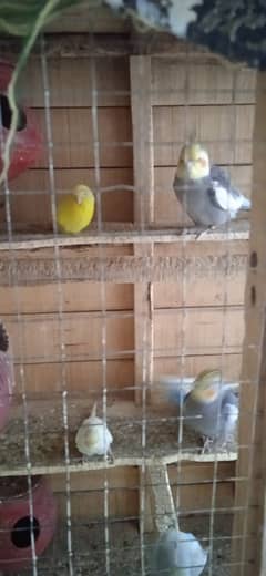 Budgies,