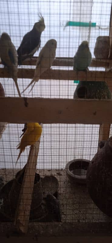 Budgies 2