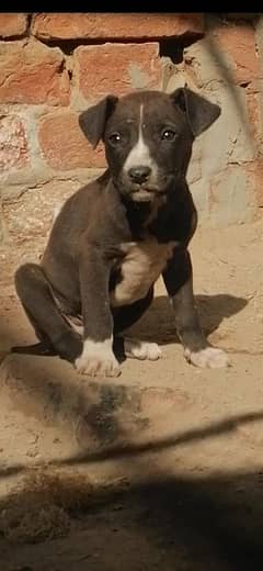 bully male pup for sale