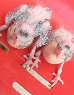 COCKTAIL CINEMON PIED CHICKS AVAILABLE FOR HANDTAME PURPOSE