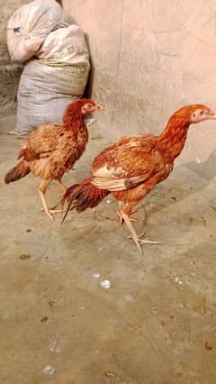 Aseel Mayanwali Chicks pair age 5 month Healthy and active pair