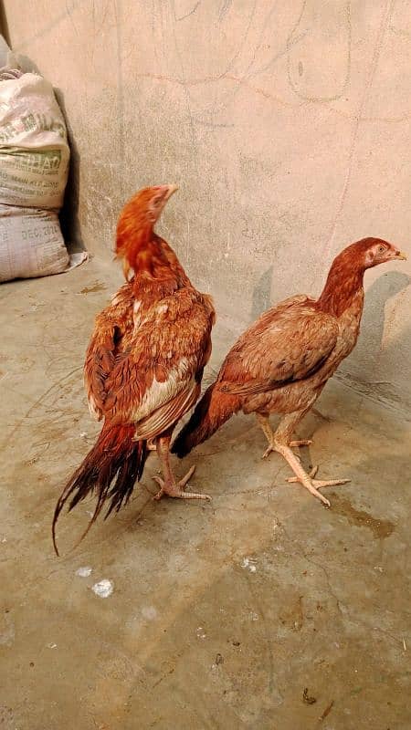 Aseel Mayanwali Chicks pair age 5 month Healthy and active pair 1