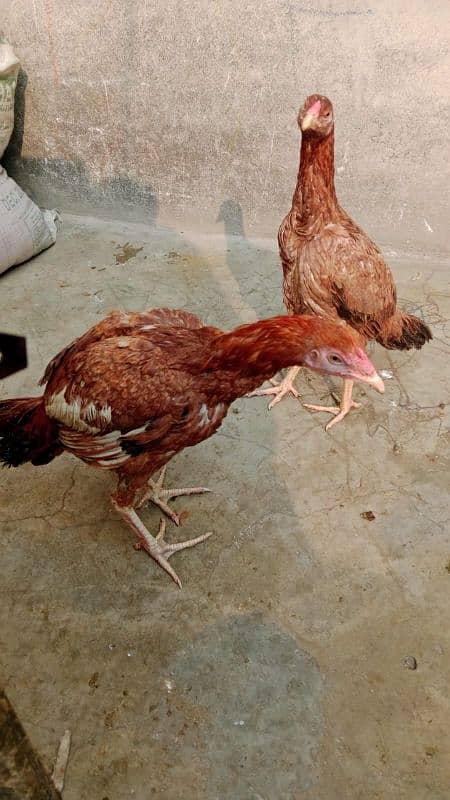 Aseel Mayanwali Chicks pair age 5 month Healthy and active pair 4