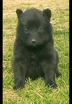 Black German Shepherd Male Dog / German Shepherd Long Coat Puppy