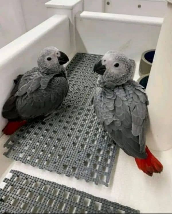 African grey parrot checks for sale WhatsApp number 03307595248. = 1