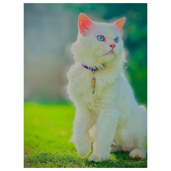 Persian triple coated punch face cat and kitten available for sale 16