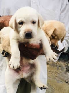 Labrador dog | labra puppies | Labrador puppy | British Labrador Pups