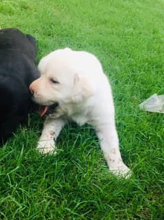 Labrador puppies | Labrador puppy | British Labrador Pups / labradog