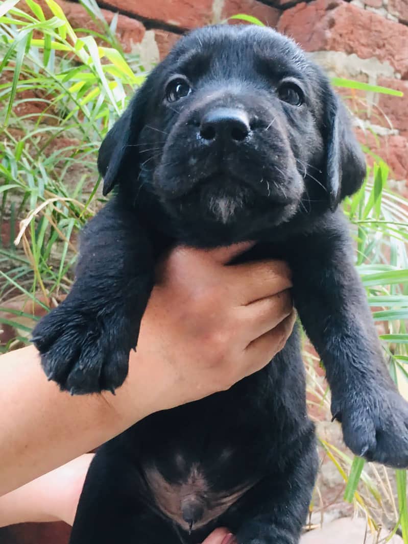 Labrador puppies | Labrador puppy | British Labrador Pups / labradog 2