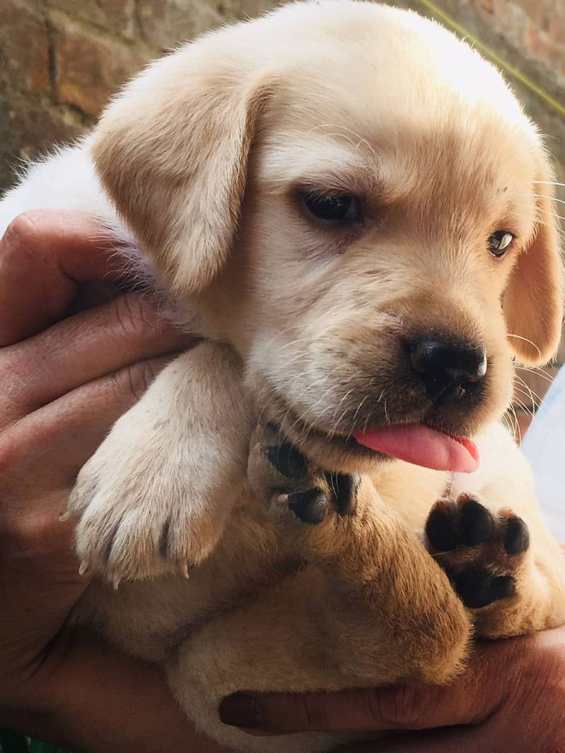 Labrador puppies | Labrador puppy | British Labrador Pups / labradog 3