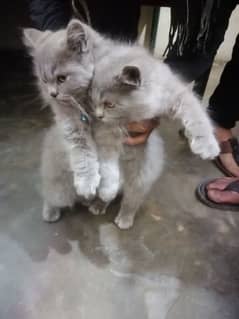 female cats with two baby