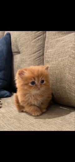 persian kitten