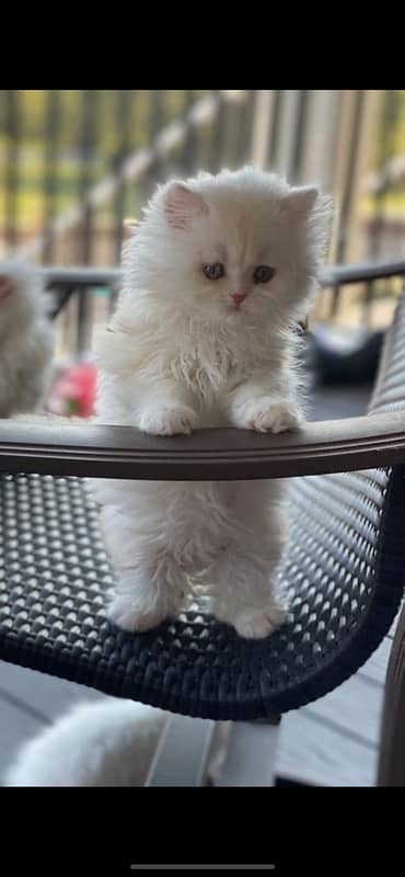 persian kitten 1