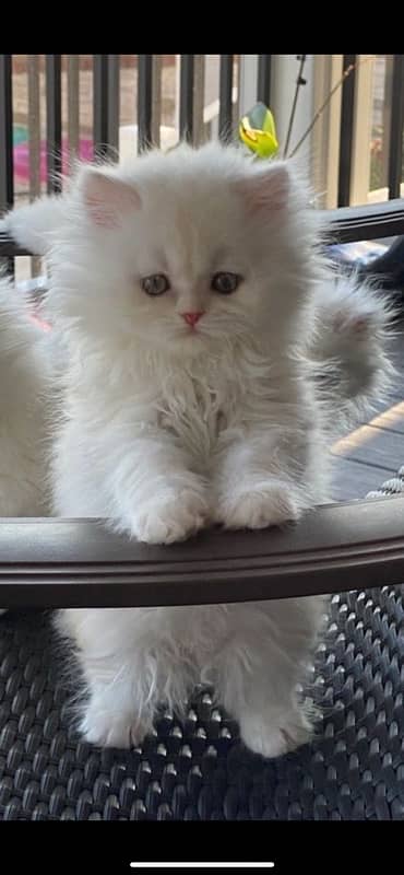 persian kitten 3