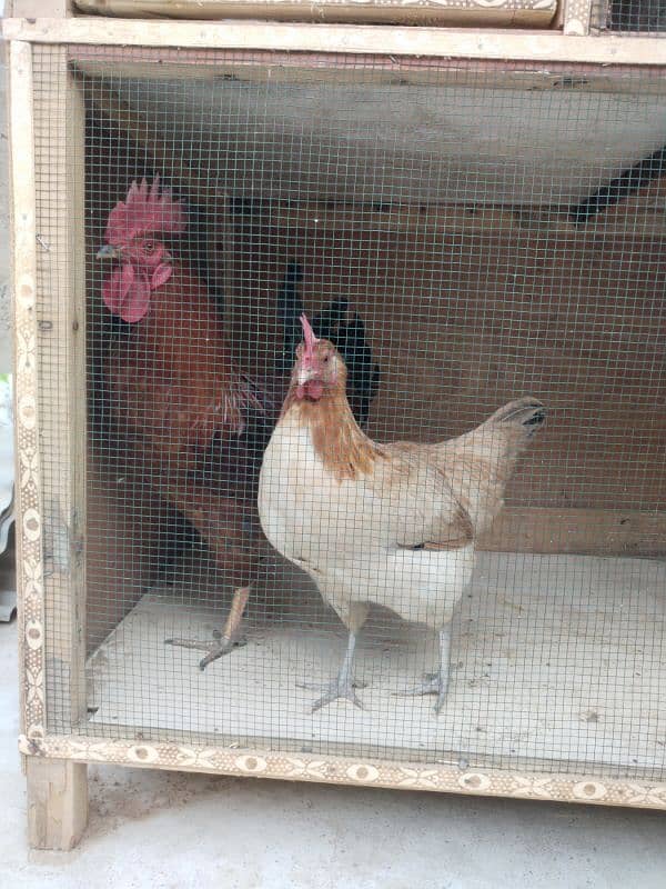 Fiber Wooden Colony Cage For Sale 3