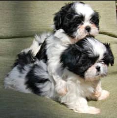 Shih Tzu Pupp / Shih Tzu Male / Shihtzu female For Sale