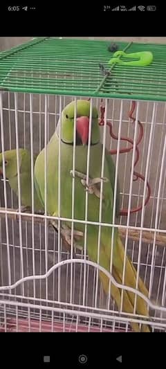 talking parrot