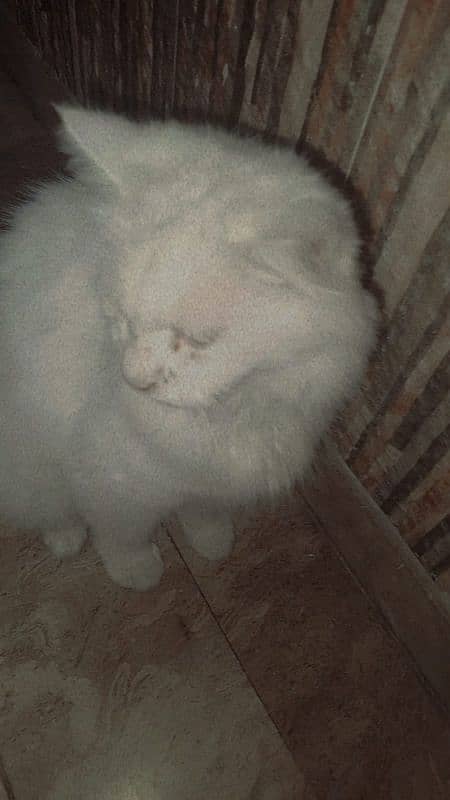 persian cat 4