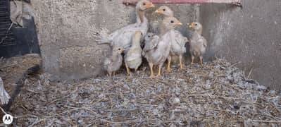 aseel heera chicks