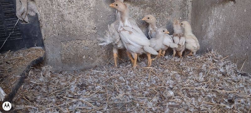 aseel heera chicks 1