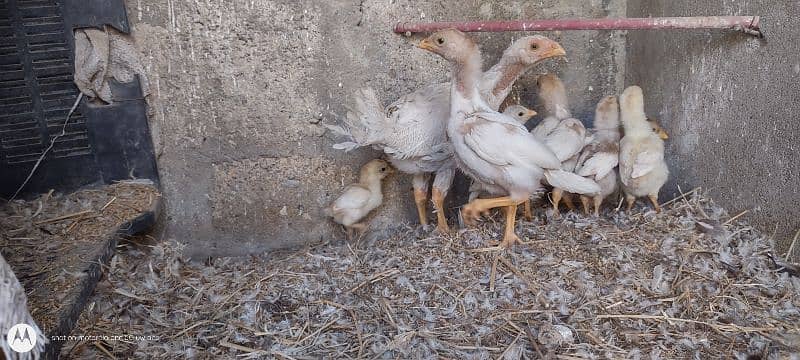 aseel heera chicks 2