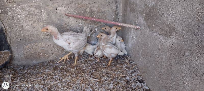 aseel heera chicks 5