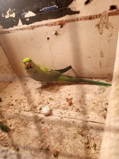 khata parrots for sale