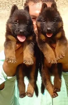 Garman shepherd puppies for sale 03287576736 call wahtasp