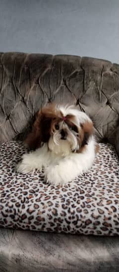 4 generation pedigree Microchip shih tzu female available