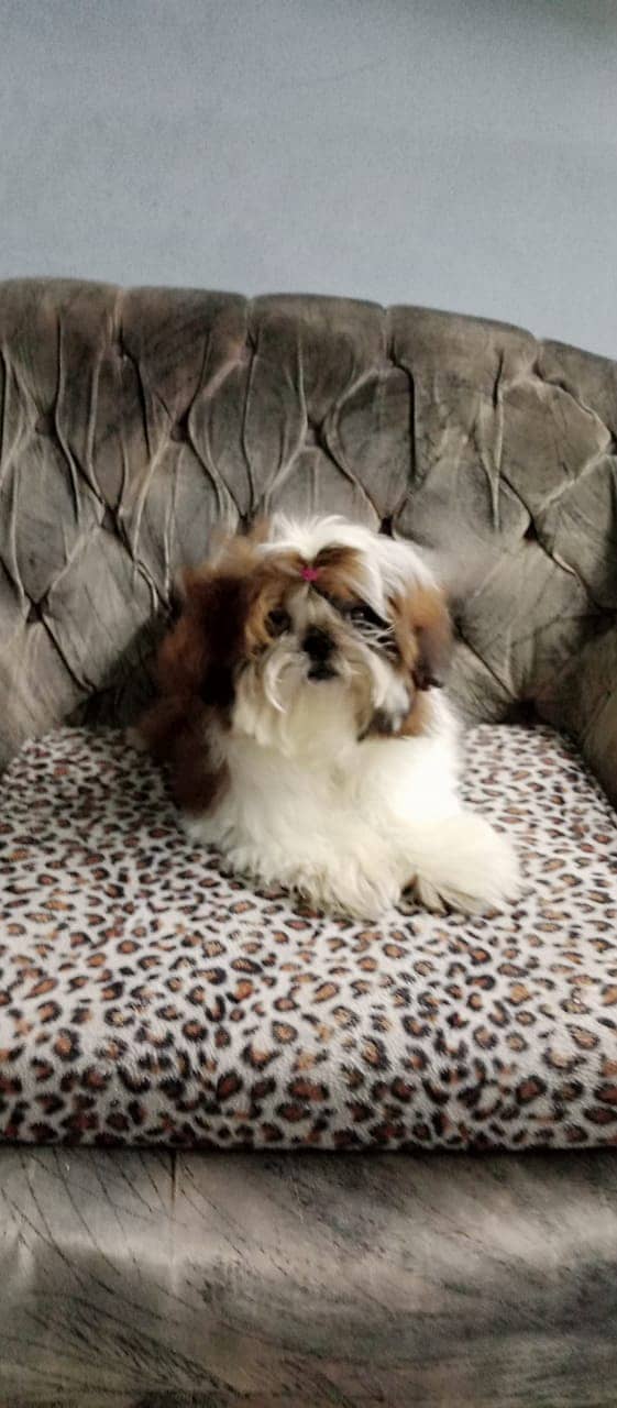 4 generation pedigree Microchip shih tzu female available 1